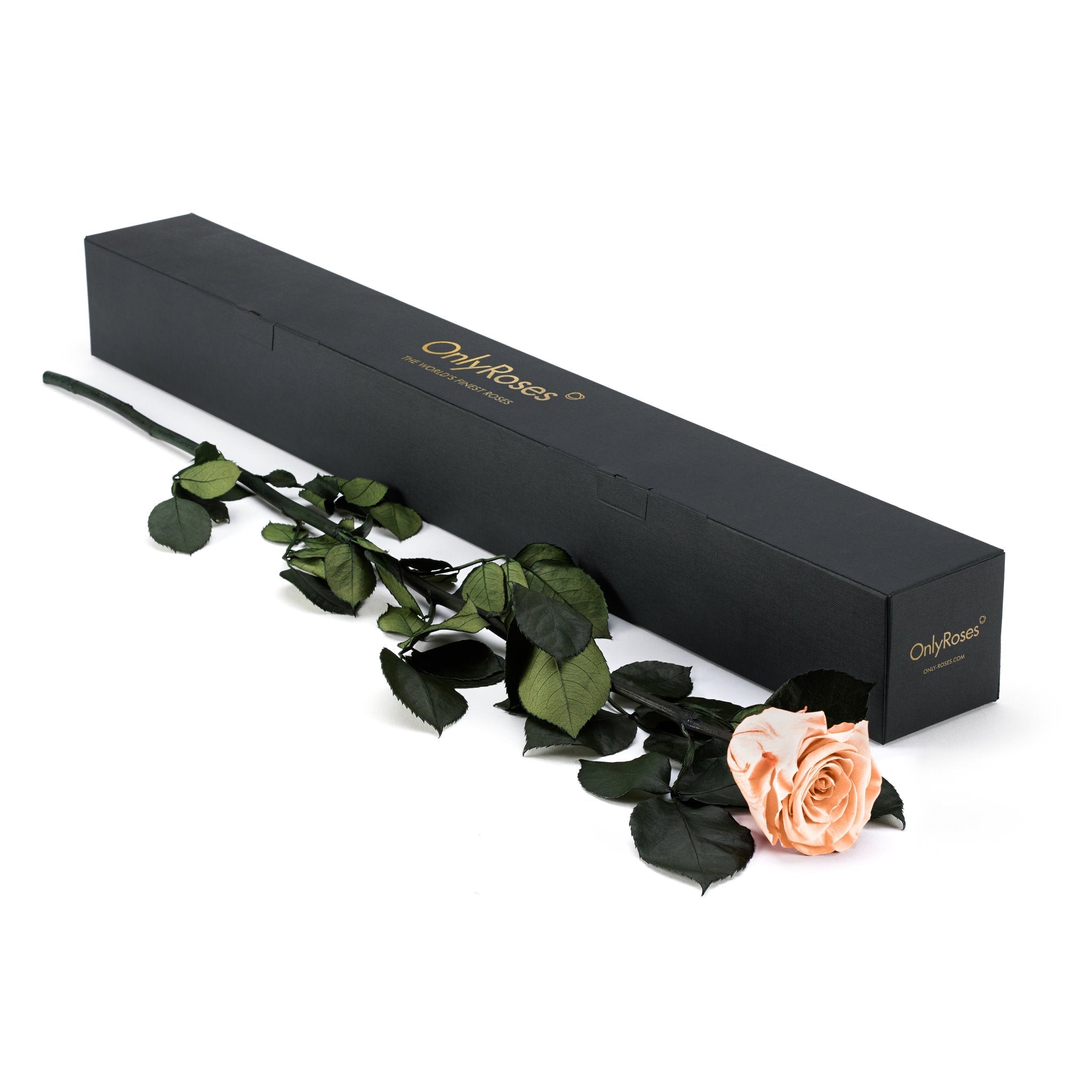 Infinite Statement Rose