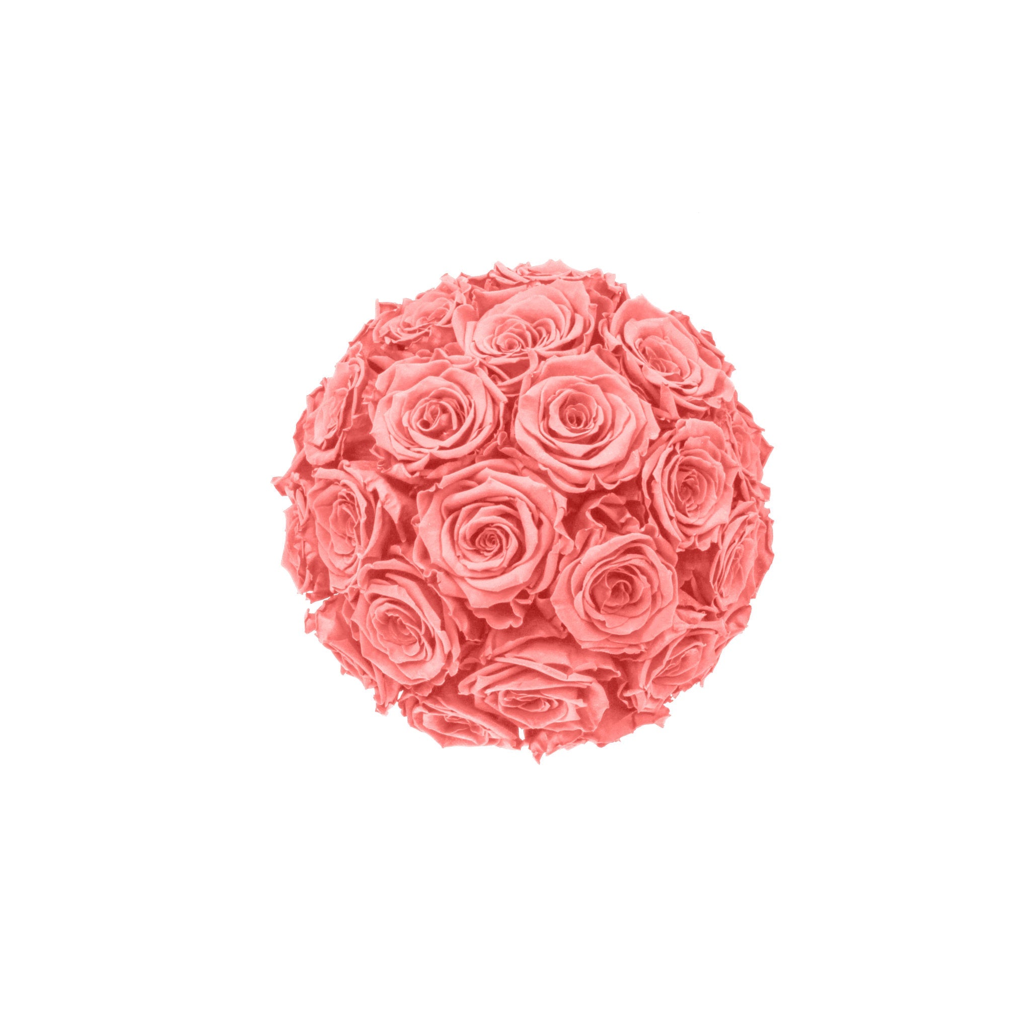 Bouquet of pink roses on a white background