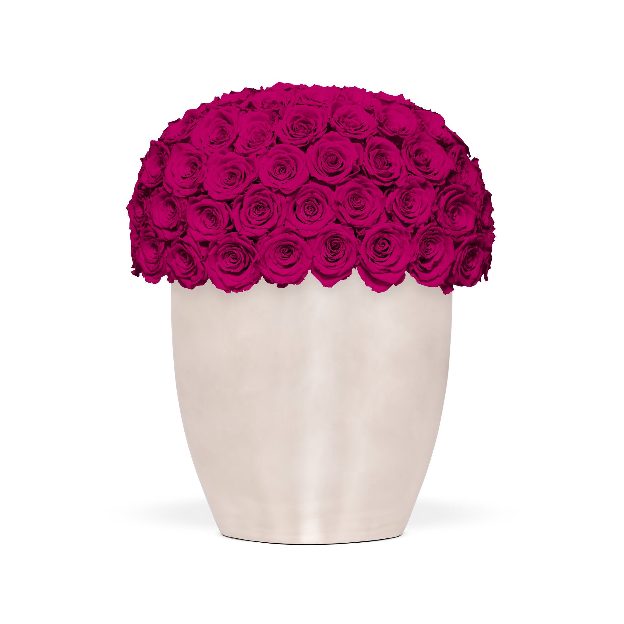 White vase filled with pink roses on a white background