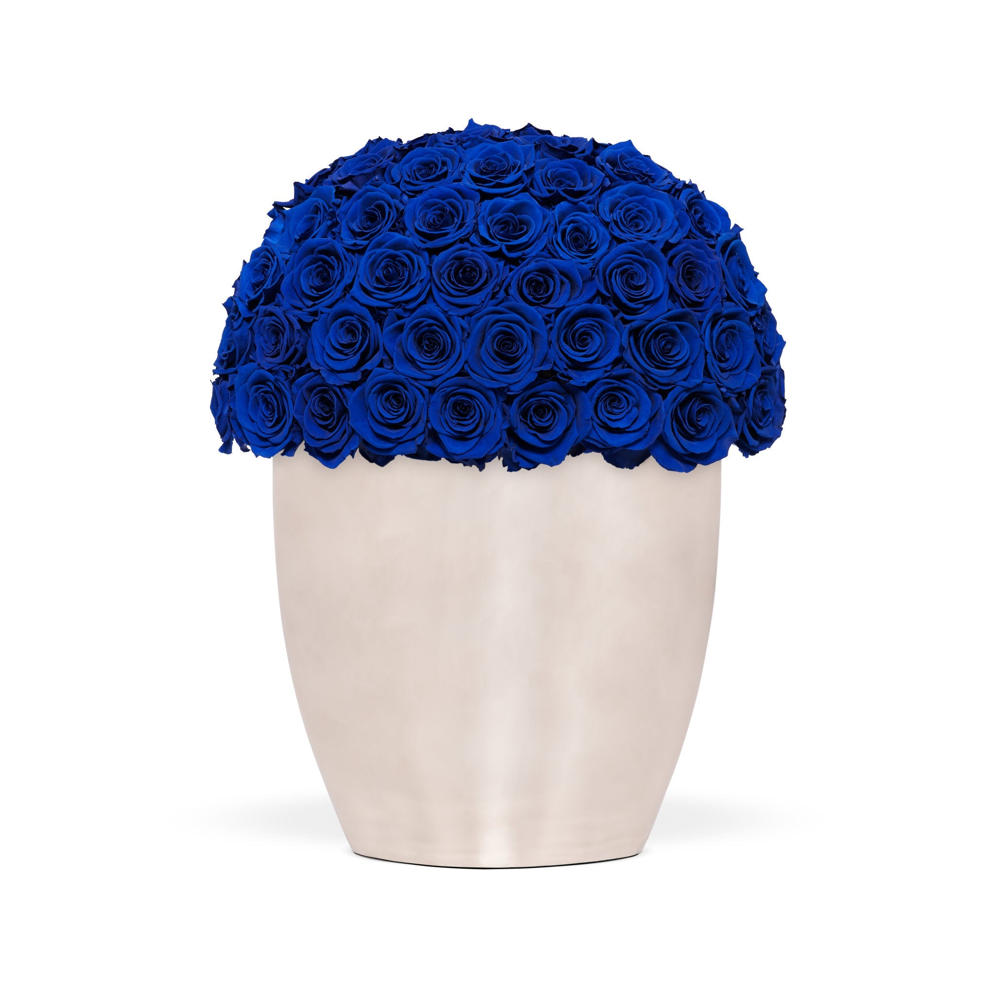 White vase filled with blue roses on a white background