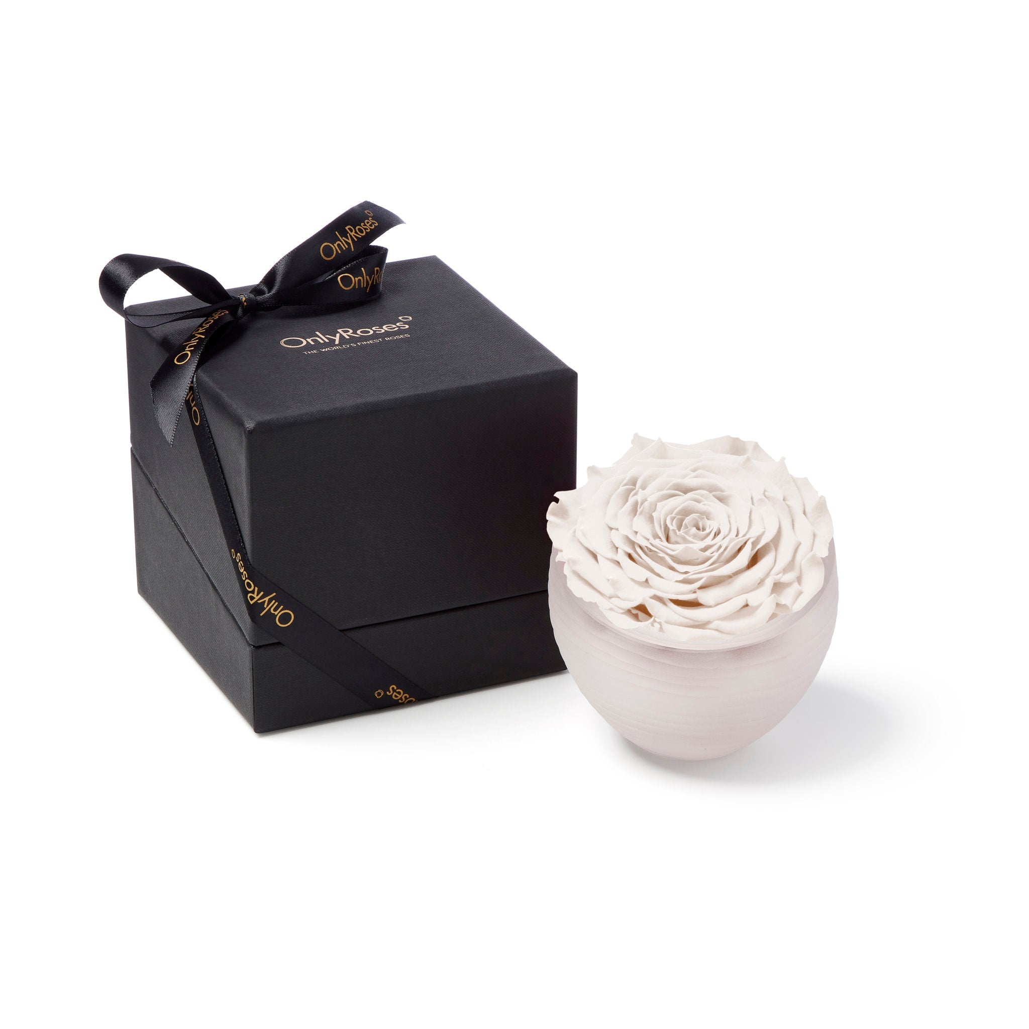 White rose in a ceramic pot next to a black gift box with a bow, on a white background.