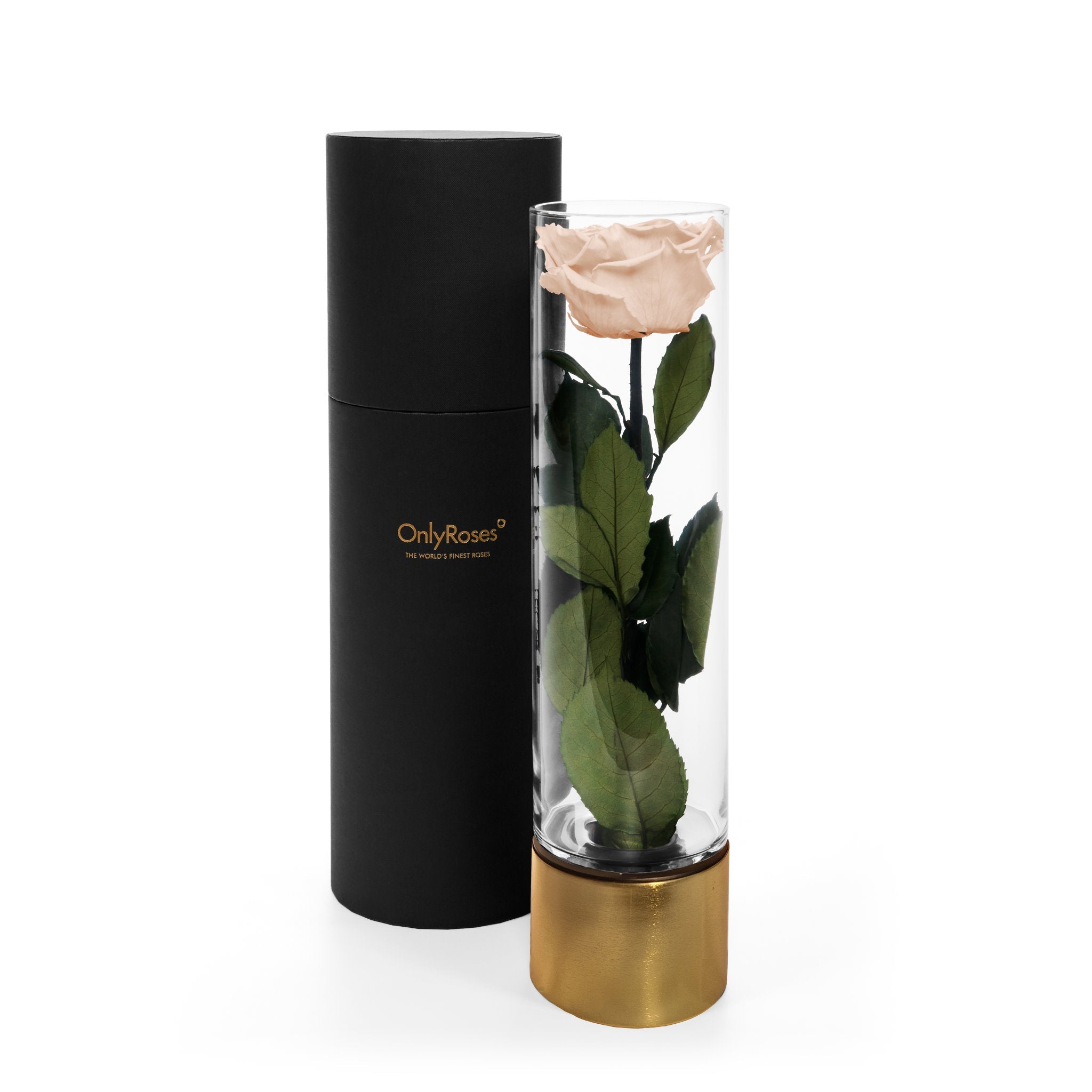 Glass vase with a preserved rose and black cylindrical container on a white background