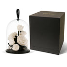 White roses in a glass dome with a black box on a white background