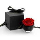 Black box with a red rose inside on a white background