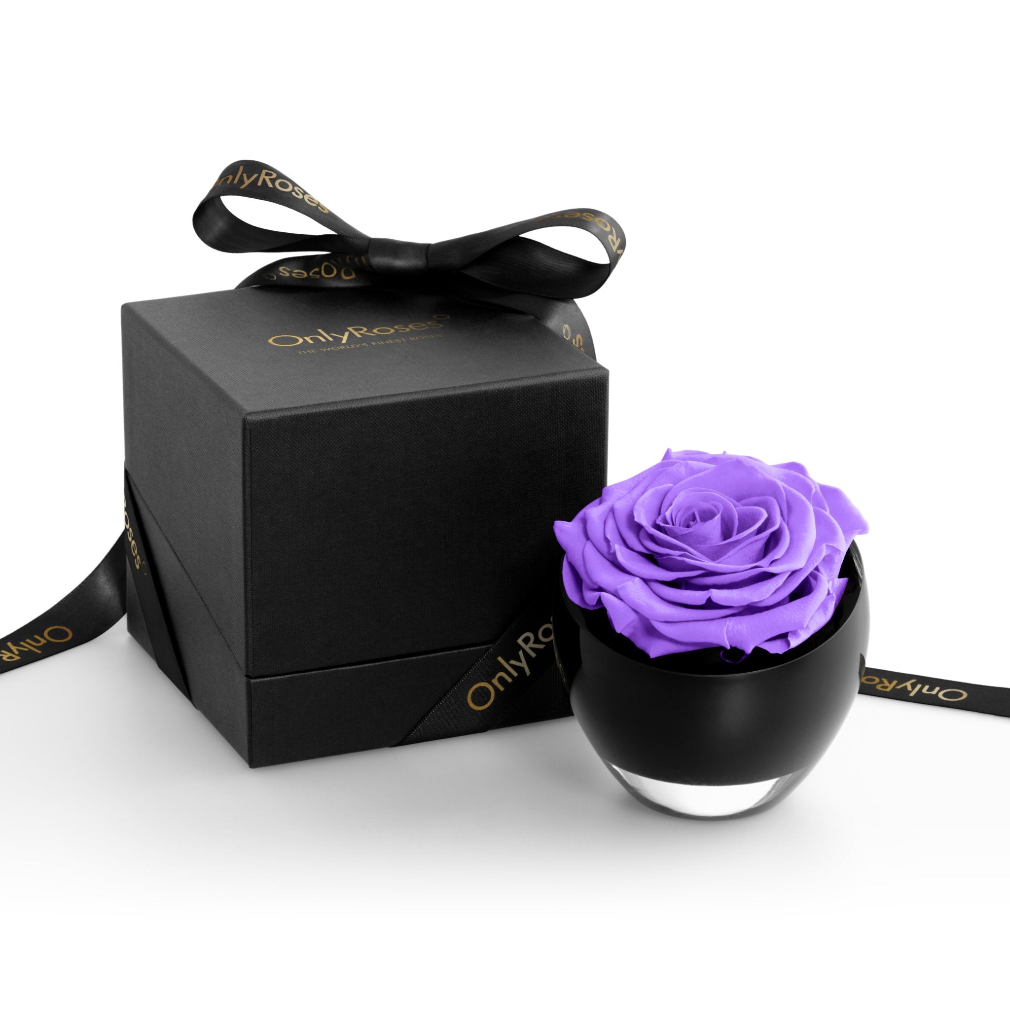 Purple rose in a black container with a matching box on a white background