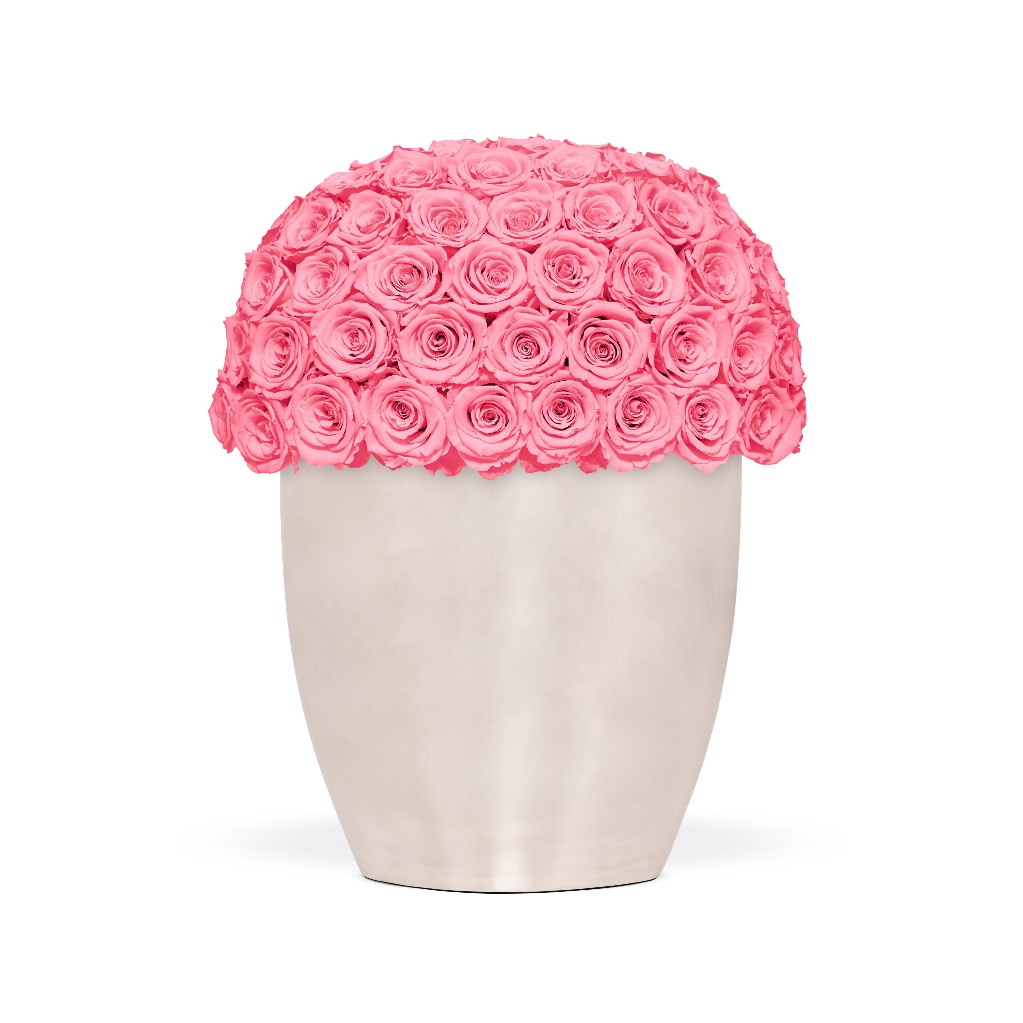 Vase filled with pink roses on a white background
