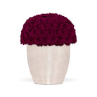White vase filled with dark red roses on a white background